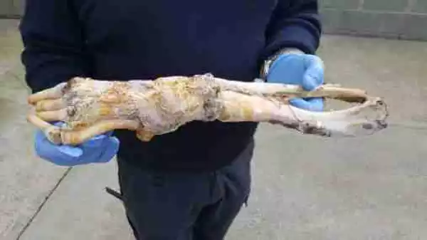 Mystery as Severed Gorilla Arm Washes Up on a Beach (Photo)